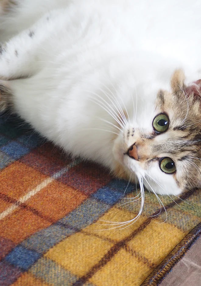 Cat cuddled on pet blanket.Treat your best furry friend to something special! These cozy and durable pet blankets are produced with 75% recycled wool and 25% nylon. Its just like your beautiful Antique Buchanan blanket, it is designed with beautiful fall colours with a blanket stitch around the curved corners. We have designed two sizes: small/medium and large/extra large. The Barkingtosh logo is embroidered on the left corner of the pet blankets. Size: 30 x 35 inches