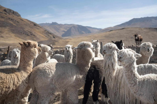Alpaca Wool: Comfort You Can Feel Good About